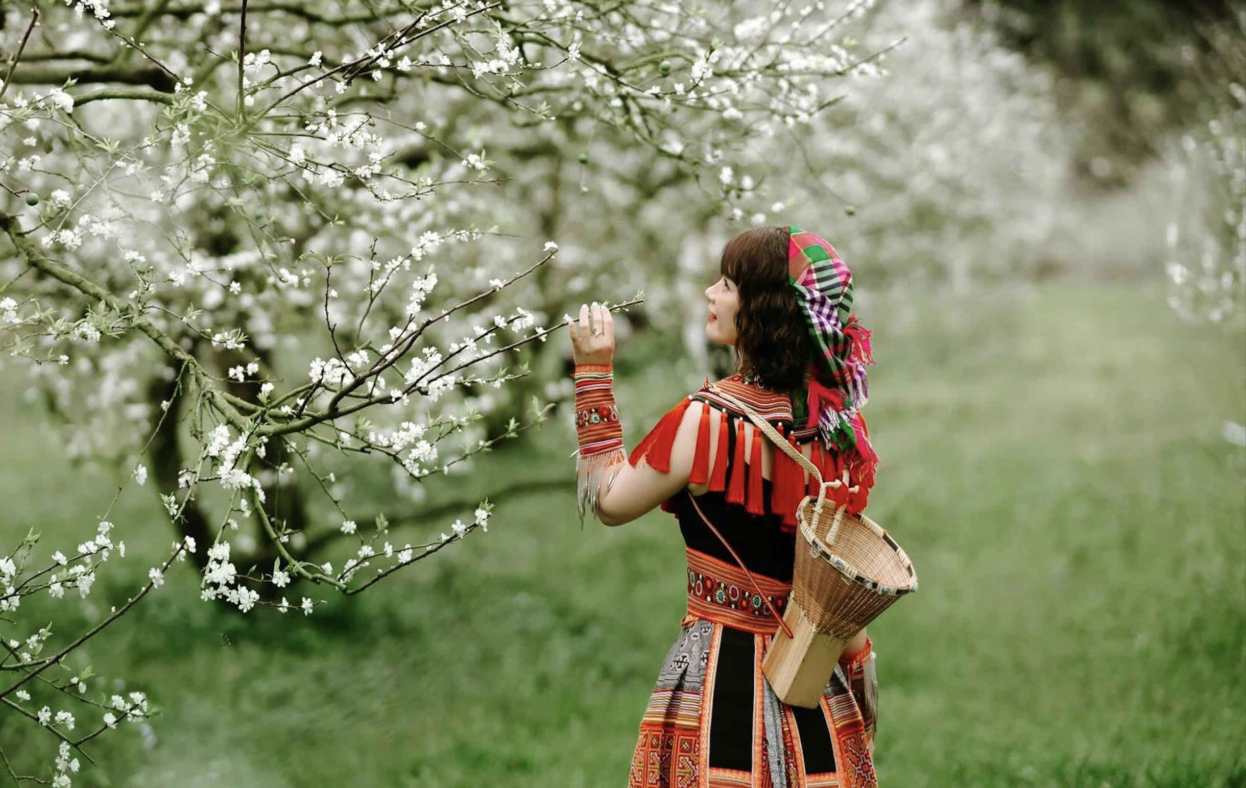 Young people 'cover' social networks with images of Moc Chau plum blossoms