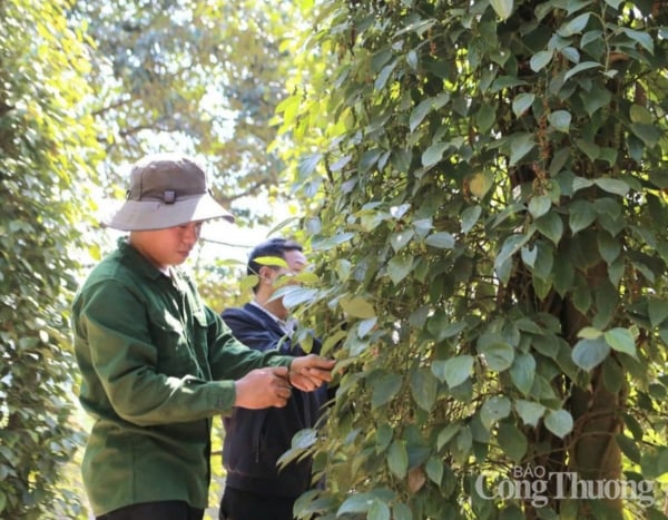 Forecast for domestic pepper price tomorrow, February 13, 2025, will decrease slightly