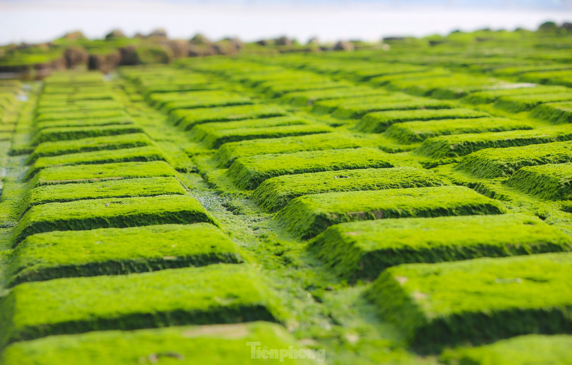 Fascinated by the lush green moss field that first appeared in the 'heavenly palace' of Ha Tinh photo 7