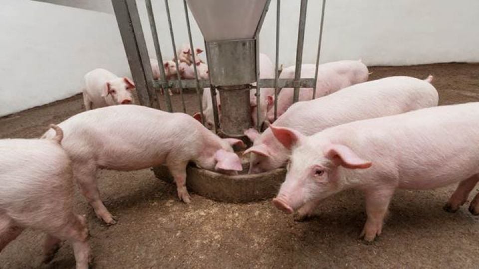 Schweinepreis am 10. Februar 2025: Steigt weiter, der höchste im Süden bei 72.000 VND/kg