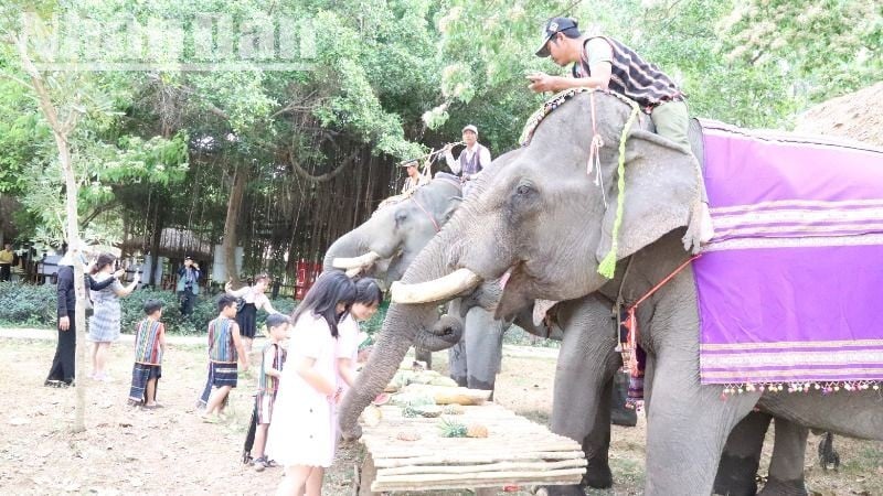 ฝูงช้างบ้านในอำเภอบวนดอน จังหวัดดั๊กลัก