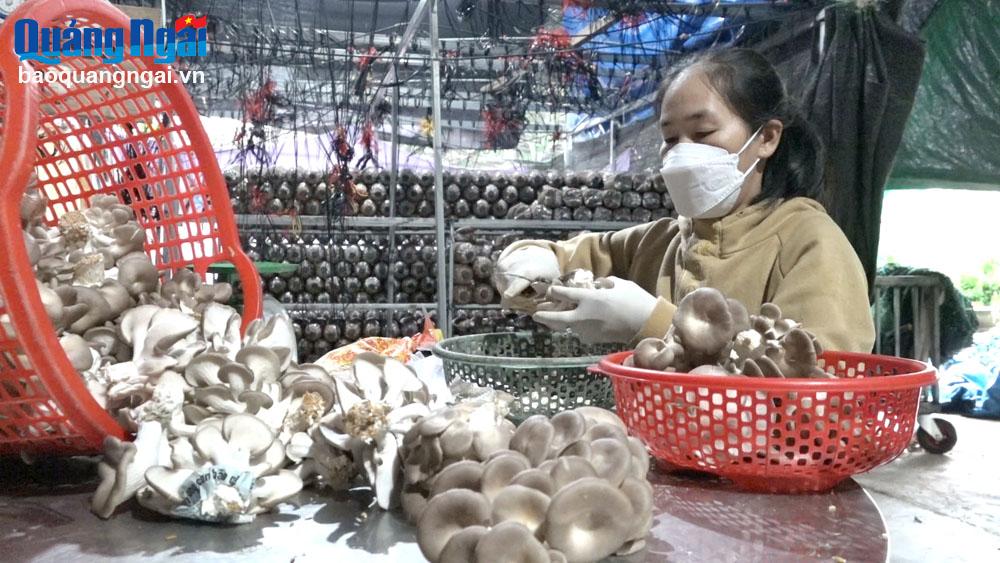 Productos de hongo ostra gris de la casa de la Sra. Ho Thi Len, en el barrio de Pho Quang.