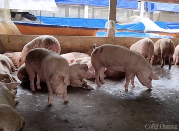 Prix ​​du porc aujourd'hui 13 février 2025 : Maintient la barre des 73 000 VND/kg