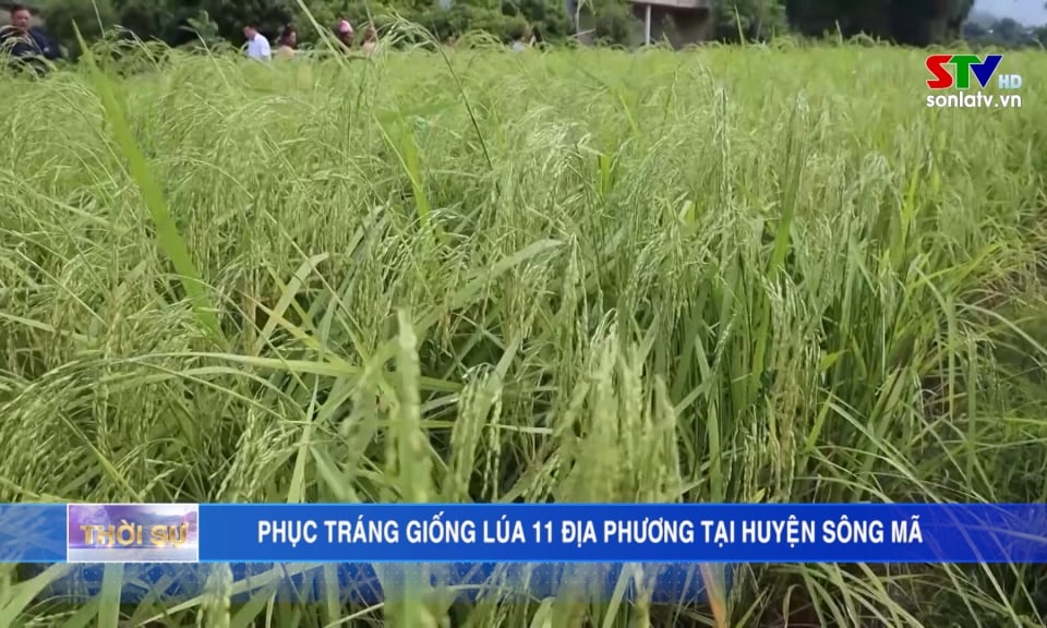 Restoration of local I1 rice variety in Song Ma district