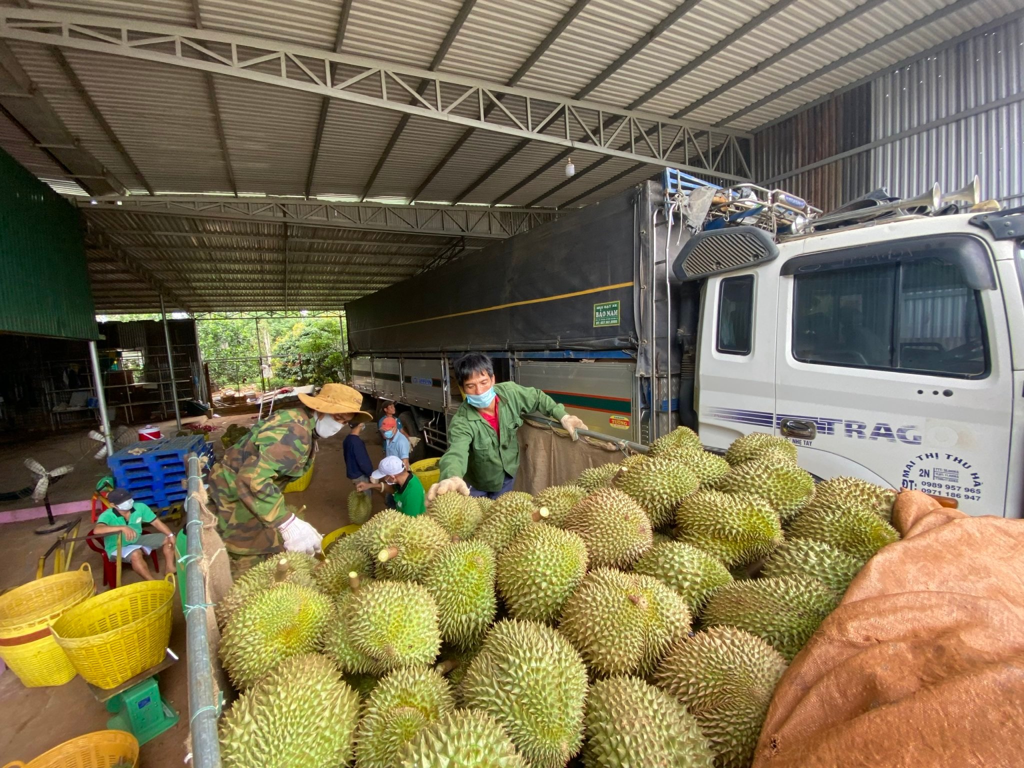 Tuân thủ luật chơi, nông sản mới vào thị trường “khó tính” - Ảnh 1.