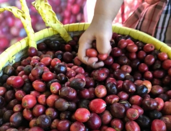 Giá cà phê Robusta thiết lập mức cao kỷ lục