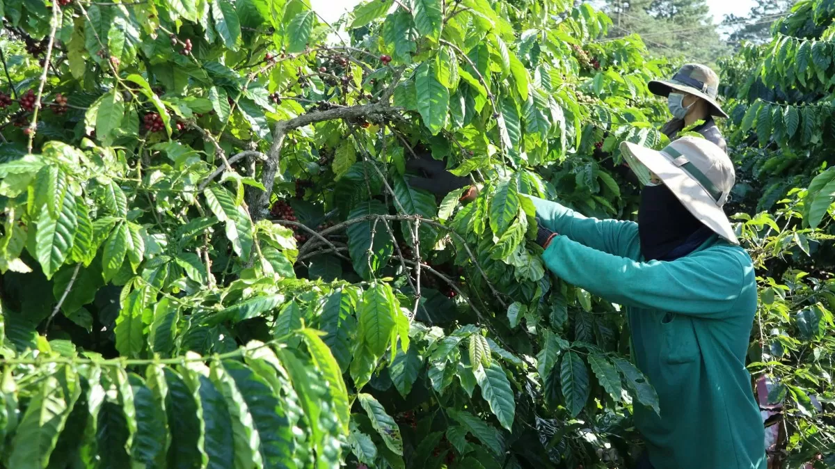 El pronóstico del precio del café para mañana, 13 de febrero de 2025, volverá a aumentar con fuerza.