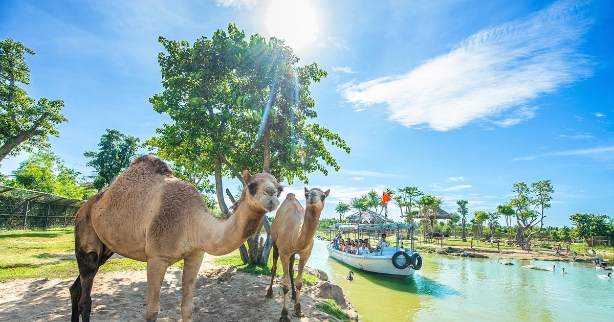 Ab dem 15. Februar reduziert VinWonders Nam Hoi An die Ticketpreise, um den einheimischen Besuchern zu danken