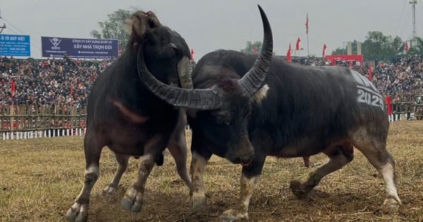 មនុស្ស​រាប់​ម៉ឺន​នាក់​បាន​ឃើញ​ការ​ប្រកួត​ដ៏​ស្វិតស្វាញ​របស់​ "លោក Cau" នៅ Vinh Phuc