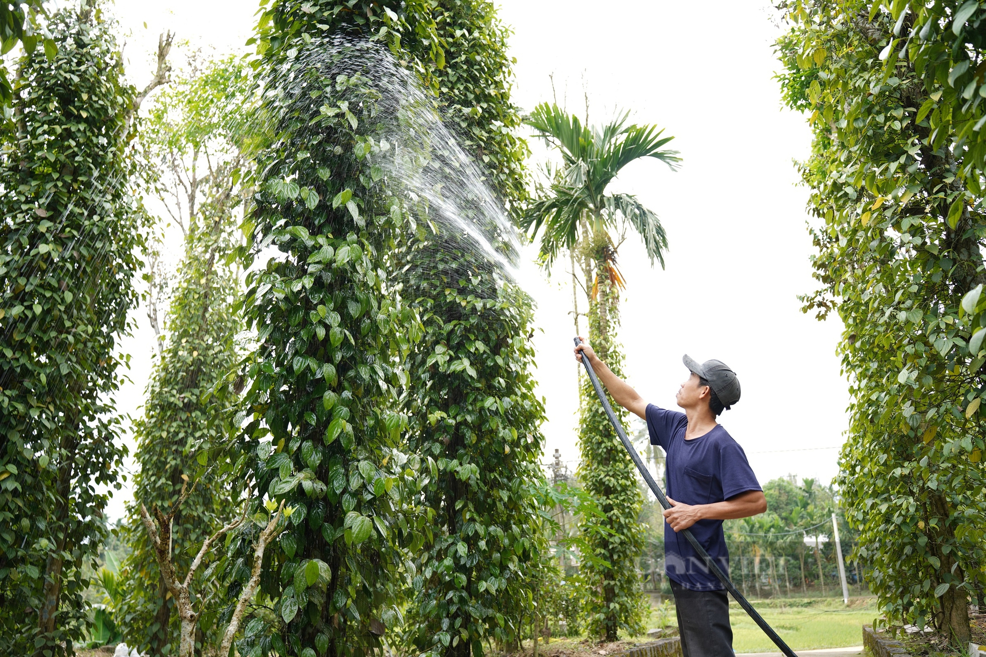 Các xã về đích, đạt chuẩn làm tiền đề giúp Tiên Phước sớm đạt chuẩn huyện nông thôn mới - Ảnh 8.