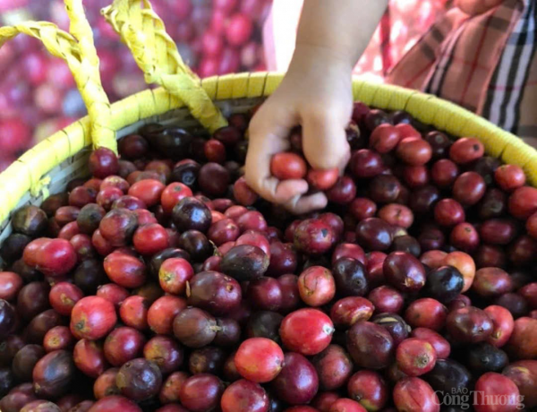 Coffee prices today 2/13/2025 decreased slightly