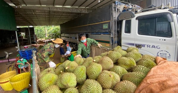 Thái Lan buộc tiêu hủy 60 tấn loại trái cây "vua" sau khi bị Trung Quốc trả về, Việt Nam cần chuẩn bị gì?