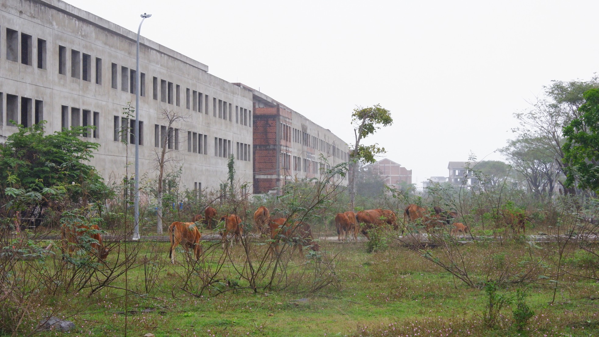 The desolate scene of the 381ha 'super' ecological city with 'million dollar view' in Da Nang photo 7