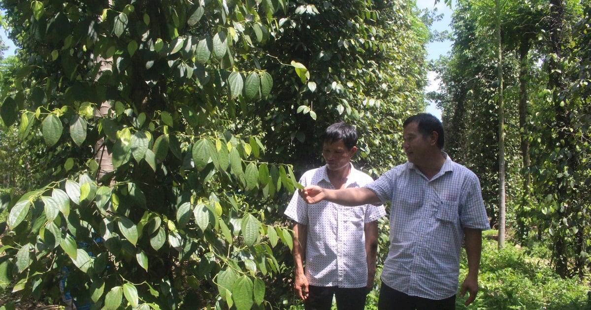 Why does Dak Nong pepper have the highest selling price in the Central Highlands provinces?