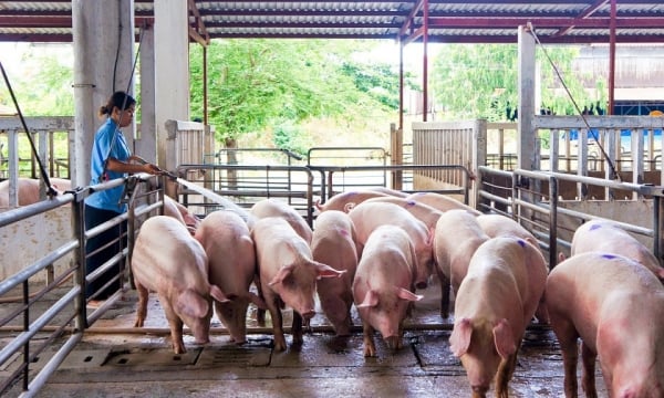 Großer Mangel an Schweinefleisch, Händler kaufen zu astronomischen Preisen ein