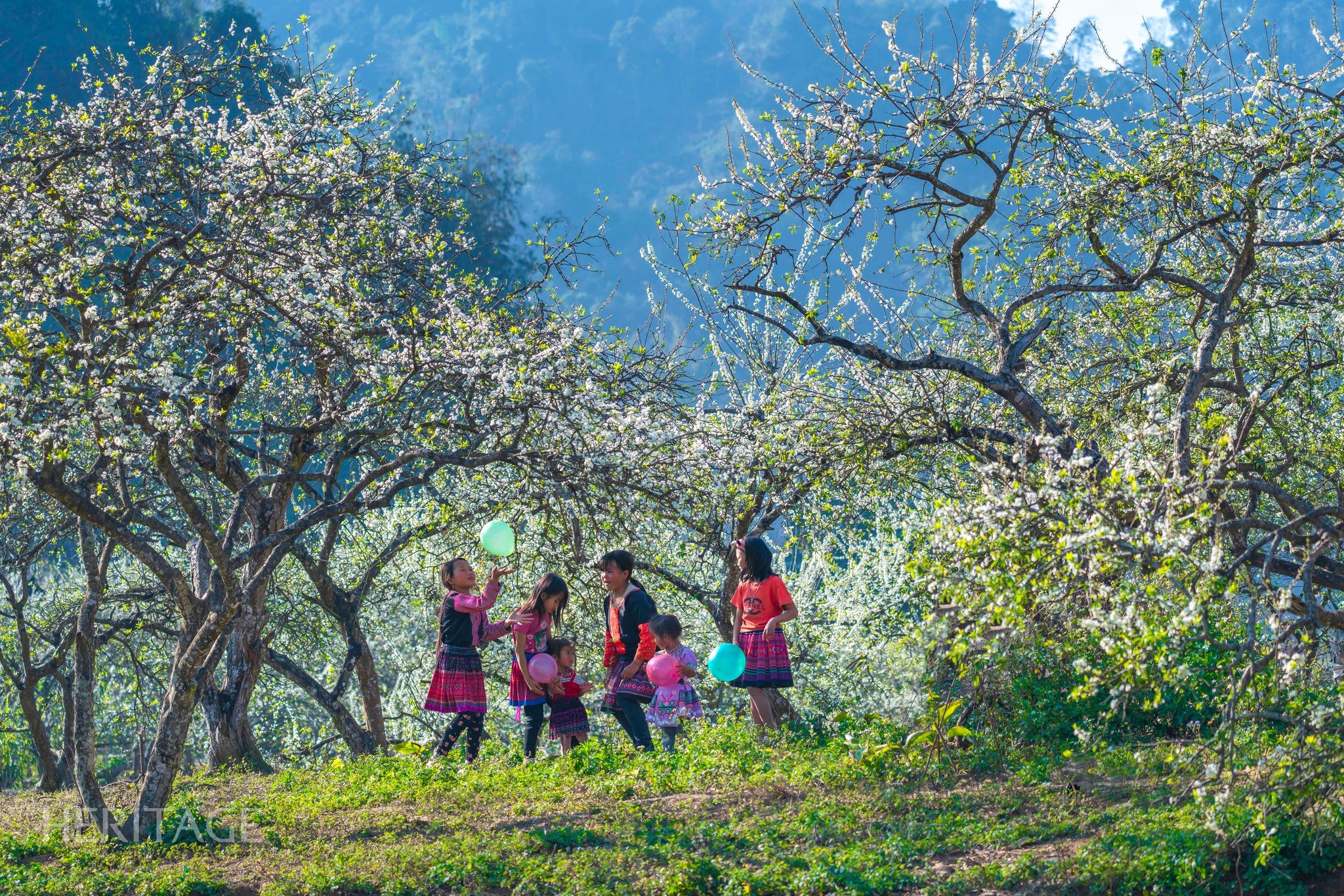 Moc Chau ទទួលភ្ញៀវទេសចរណ៍នៅក្នុងព្រៃផ្កា plum ពណ៌ស