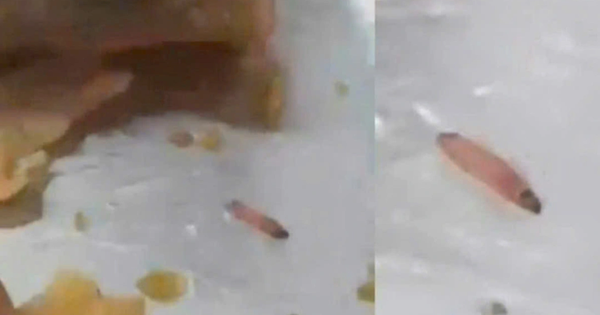 Larvae found in meals at an international school: What does the school say?