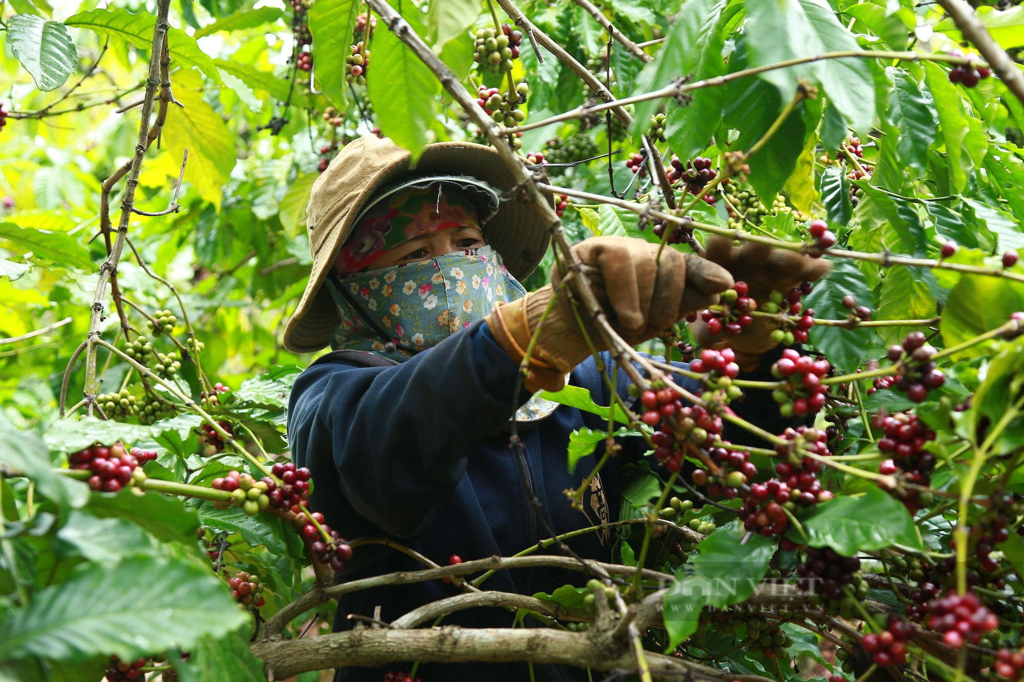 Hồ sơ một đằng, khai một nẻo, doanh nghiệp xuất khẩu cà phê, nước mắm truyền thống, hạt điều bị EU cảnh báo - Ảnh 1.