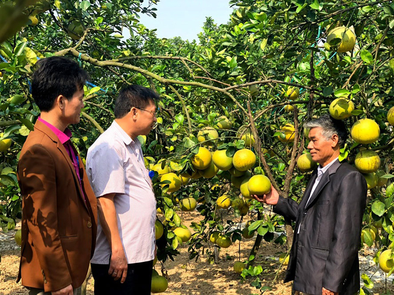 Les produits à base de pamplemousse propre de Soc Son sont appréciés des consommateurs de la capitale. Photo : Lam Nguyen