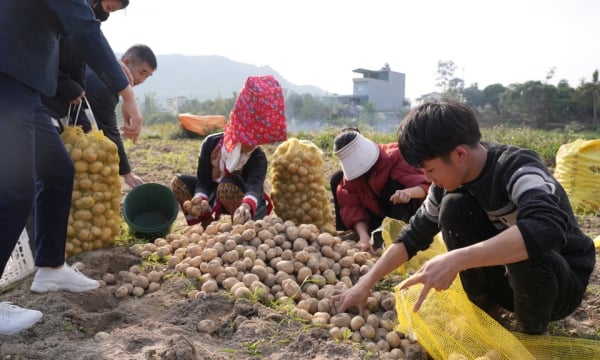 Die Bauern von Tien Yen gehen zu Beginn des neuen Jahres aufgeregt auf die Felder, um Kartoffeln zu ernten