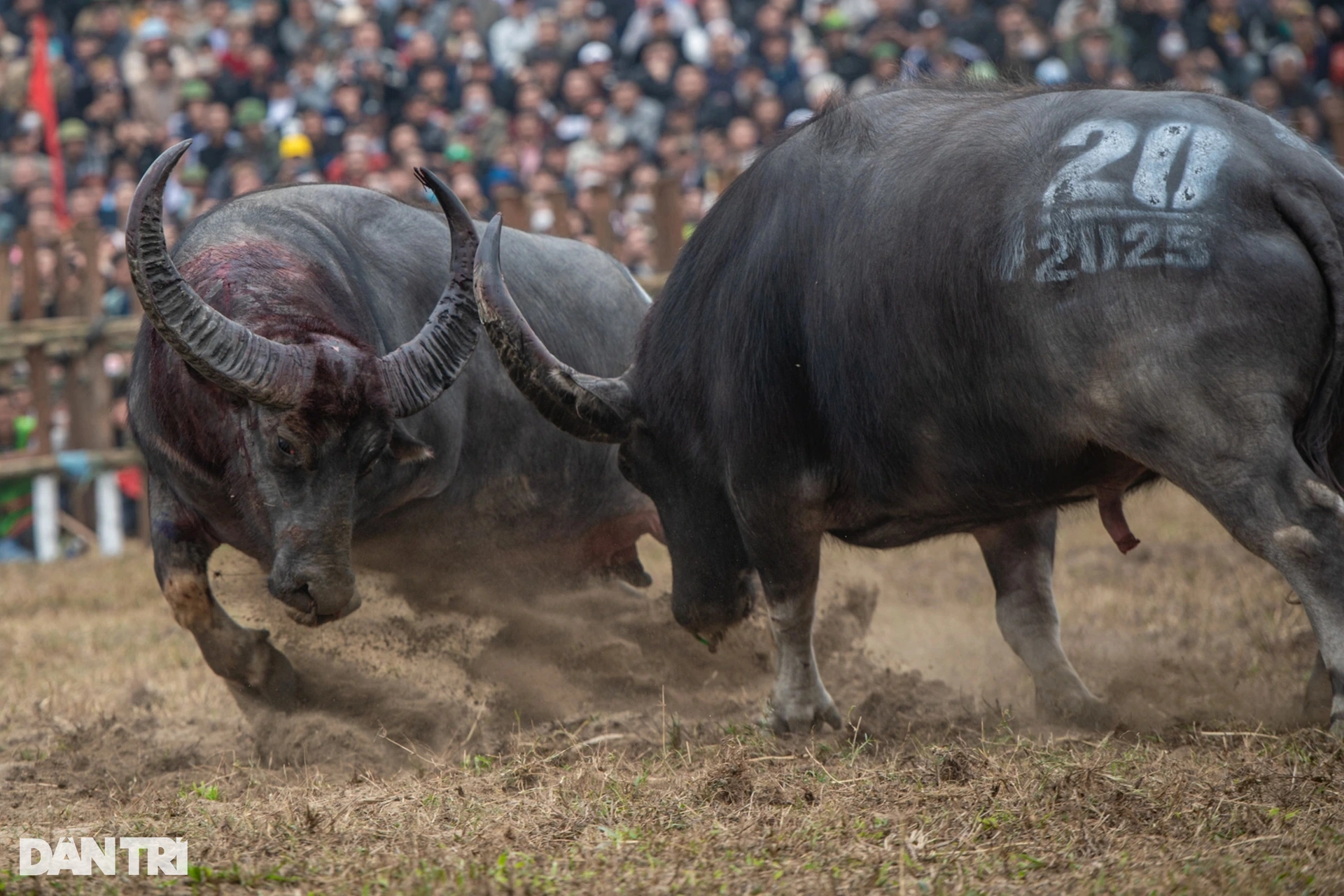 Hai Luu Buffalo Fighting Festival 2025: Dramatic competition between "Mr. Cau"