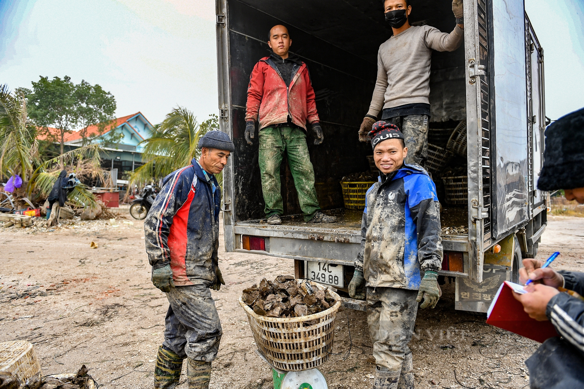 Hàu to như bàn tay, béo núc – Dân Quảng Yên được mùa sau bão - Ảnh 10.