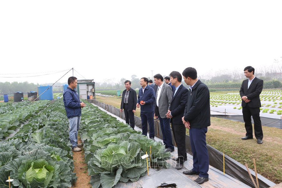 Vice Chairman of the Provincial People's Committee Nguyen Duc Vuong inspected spring crop production.