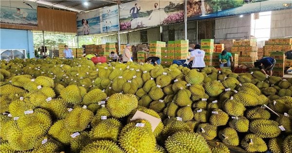 Dak Lak : Mise en œuvre urgente de nombreuses solutions pour répondre aux exigences de test de la substance jaune O dans le durian