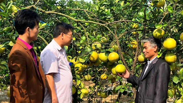 El notable desarrollo del árbol principal de Hanoi