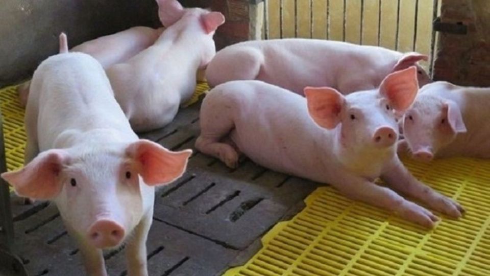 Schweinepreis am 12. Februar 2025: Steigt weiterhin rasant