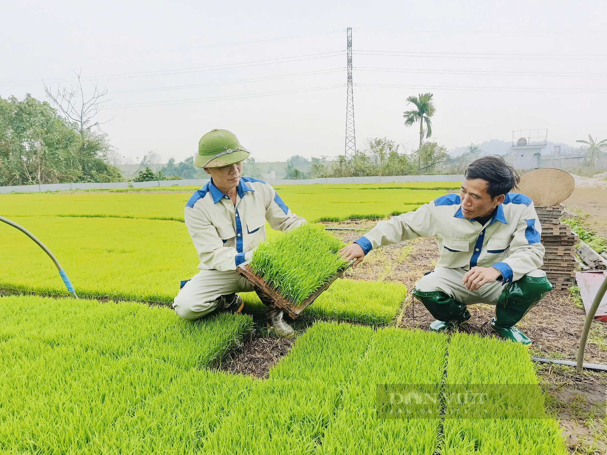 Nông dân hào hứng dự hội thi gieo mạ kiểu mới giúp giảm được 50% công cấy lại tiết kiệm giống, lúa lớn nhanh - Ảnh 2.