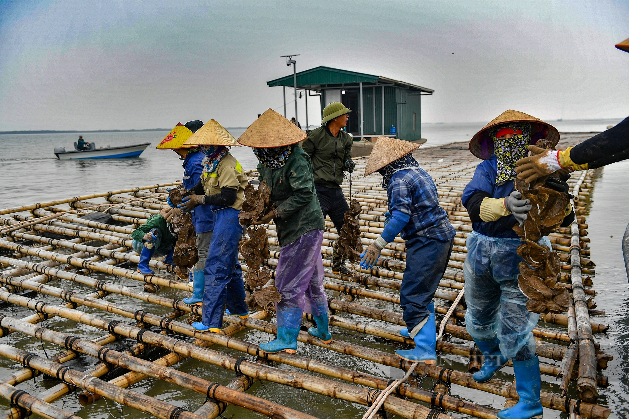 Hàu to như bàn tay, béo núc – Dân Quảng Yên được mùa sau bão - Ảnh 3.