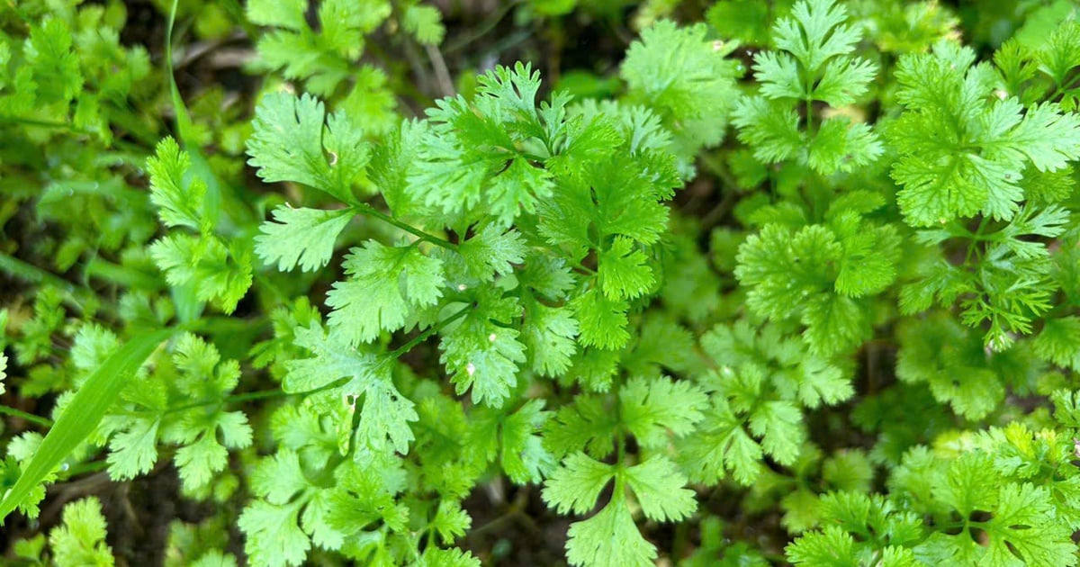 Des herbes saines pour les changements de saison