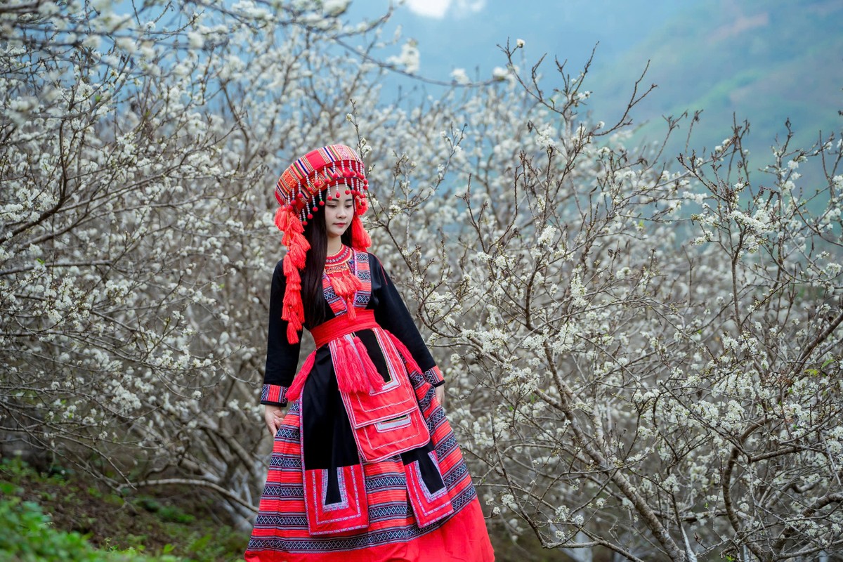 Une fille de Tuyen Quang pose au milieu d'un jardin de pruniers aussi beau qu'un conte de fées