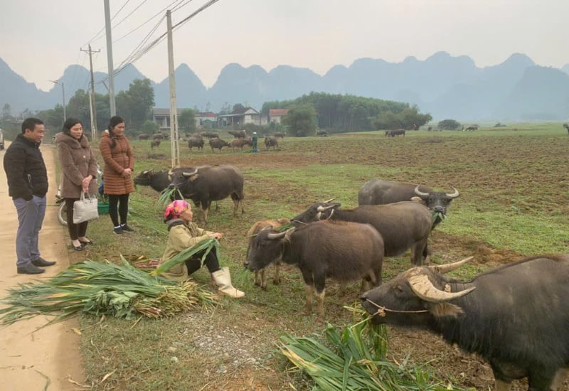 Người dân xã Tân Hóa (Minh Hóa) cho trâu ăn thêm cỏ khi thời tiết xuống thấp.