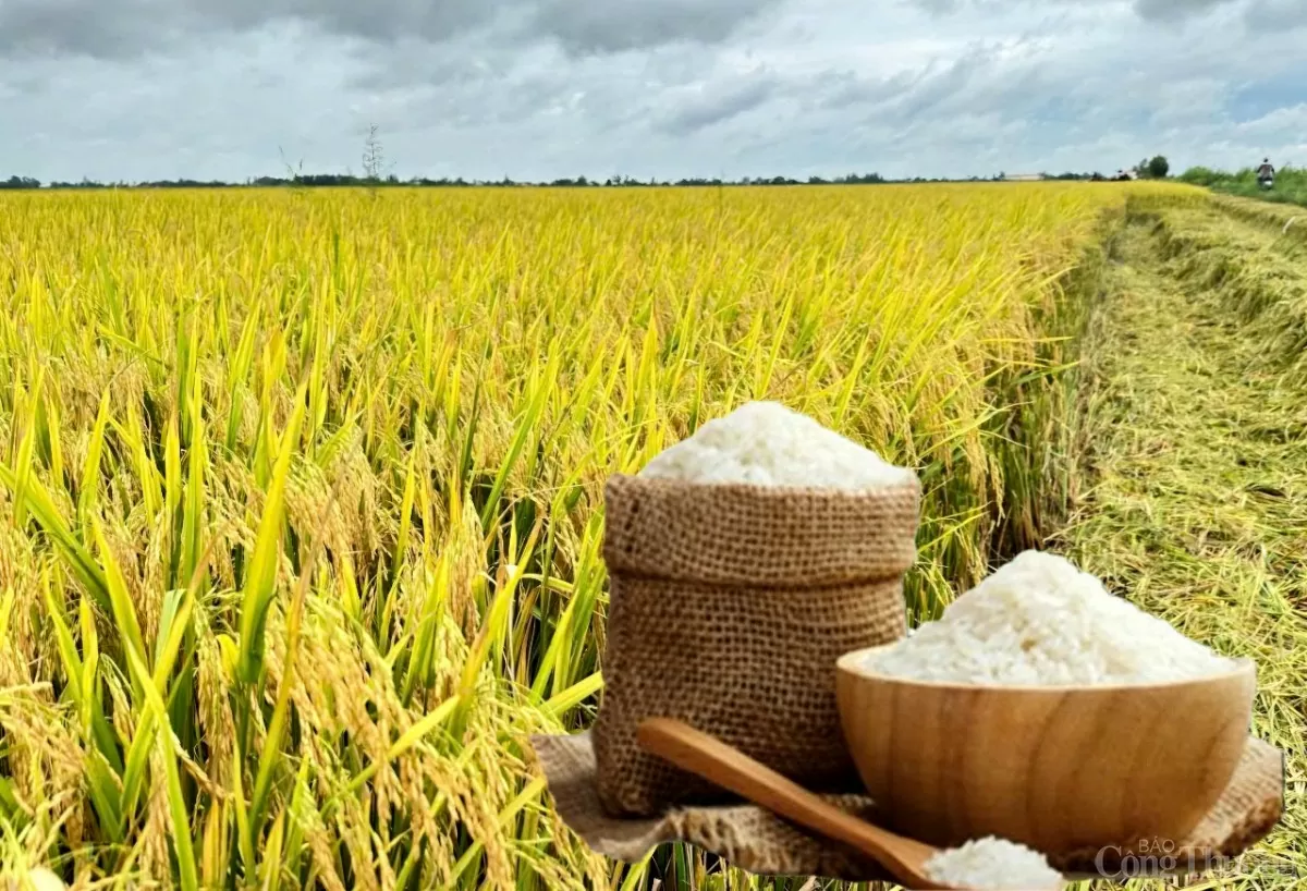 Rice price today February 13, 2025: Little fluctuation