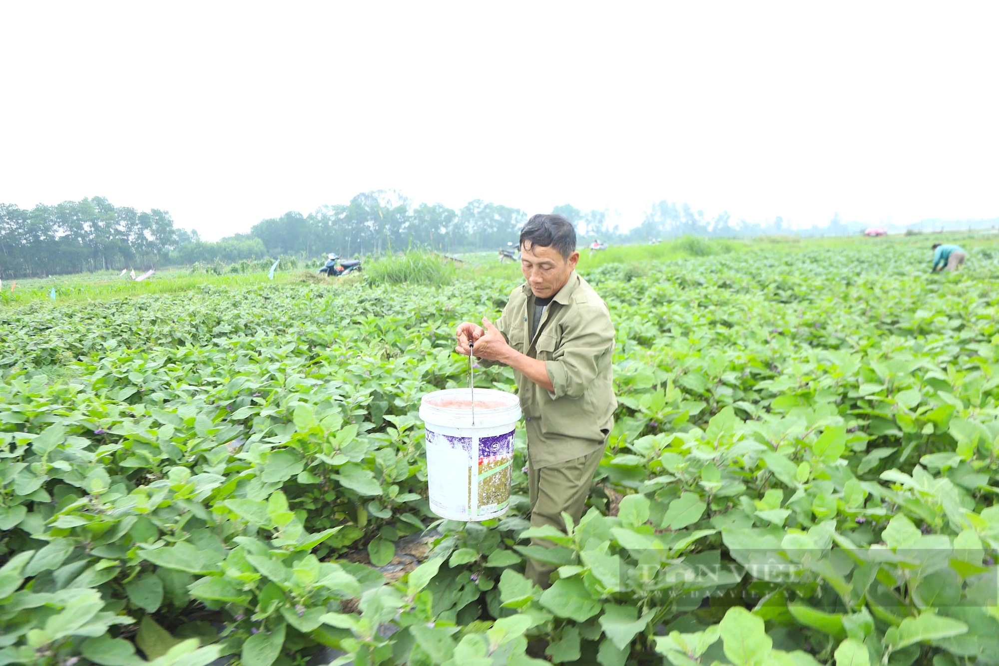 Xã này ở Hà Tĩnh có hàng trăm hộ trồng cà, quả to, đẹp, chất lượng đảm bảo 
