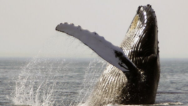 Barquero escapa milagrosamente de la muerte tras ser tragado por una ballena jorobada