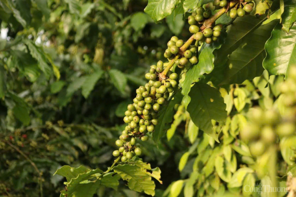 Coffee price forecast for tomorrow, February 15, 2025, will continue to decrease