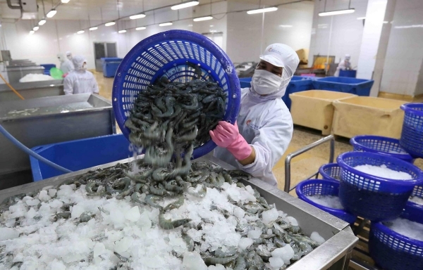 Garnelenexporte auf den chinesischen Markt nahmen stark zu