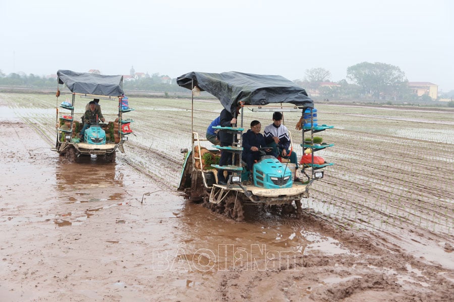 Vice Chairman of the Provincial People's Committee Nguyen Duc Vuong inspected spring crop production.