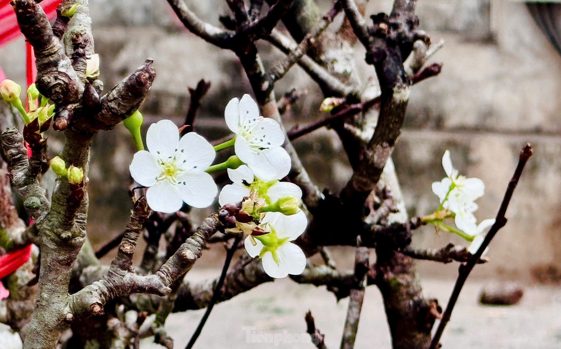 Le passe-temps unique des habitants de Hanoi de jouer avec des fleurs et des poires en janvier