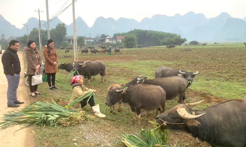 Chủ động các biện pháp phòng, chống rét cho đàn vật nuôi