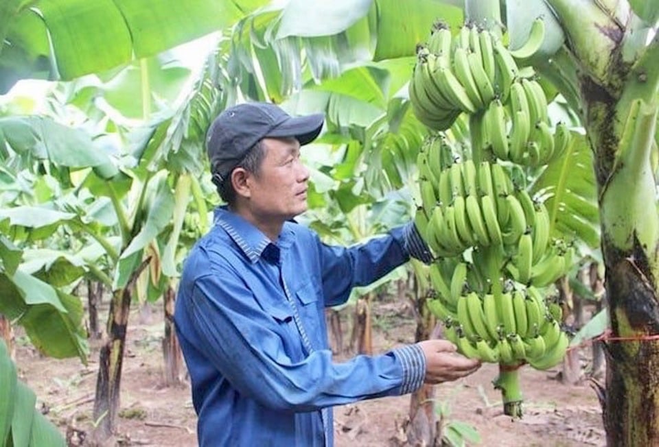 Zone de culture de bananes dans la commune de Van Nam, district de Phuc Tho. Photo : Lam Nguyen