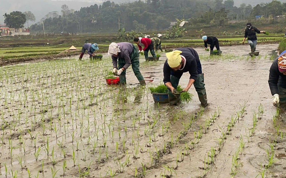 Centrar la atención en la producción de arroz de primavera en el marco estacional