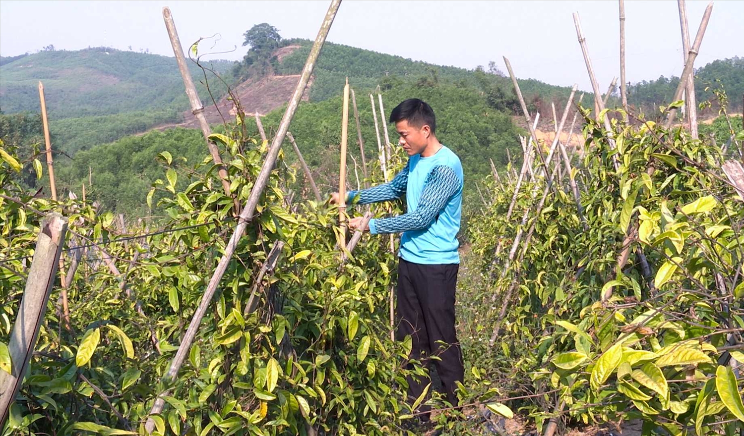 Cây dược liệu sẽ trở thành một nghề có thế mạnh trong sản xuất nông nghiệp của huyện Ba Chẽ