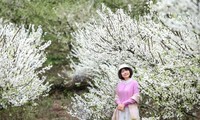 Young people 'cover' social networks with images of Moc Chau plum blossoms