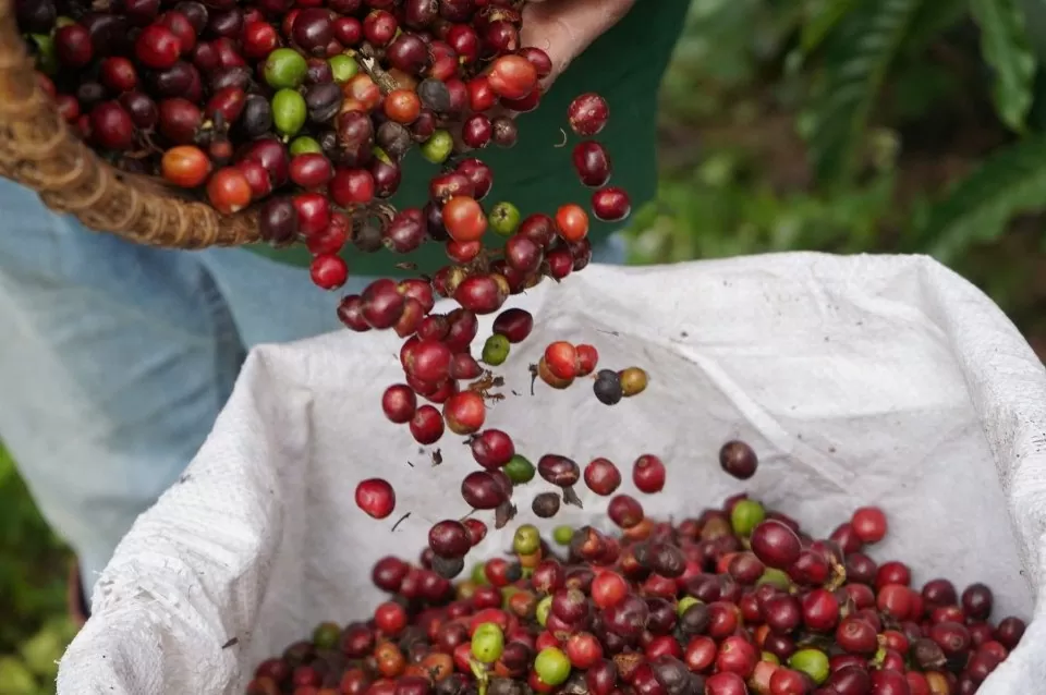 Coffee prices today 2/14/2025 increased at an unbelievable level