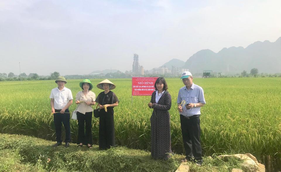 Des experts et des gestionnaires évaluent la qualité du riz biologique dans la commune de Nam Phuong Tien (district de Chuong My). Photo : Anh Ngoc