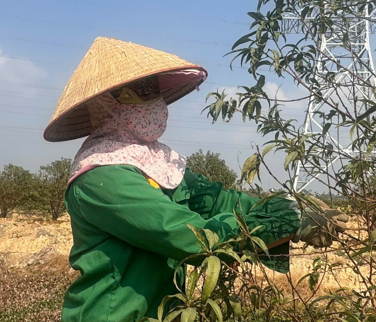 Hai Duong reduces nearly 1,700 hectares of agricultural land in 5 years